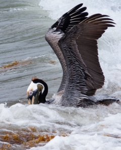 Brown Pelican rides the waves