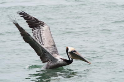 Brown Pelican powers out of the water