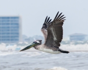 Brown Pelican flying