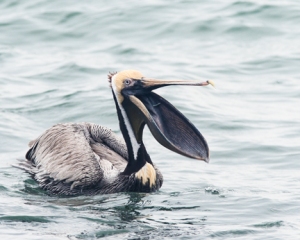Brown Pelican with a gaping mouth