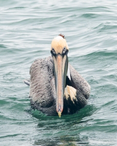Brown Pelican floating on the water