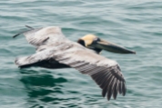 Brown Pelican skims the water